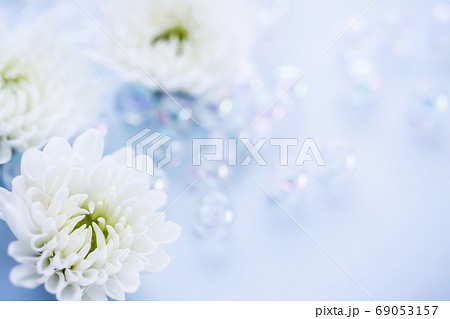 白い菊の花 喪中はがきの写真素材