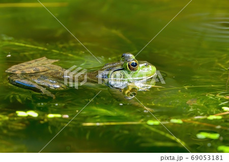 じっと身を潜めて餌を待つウシガエルの写真素材