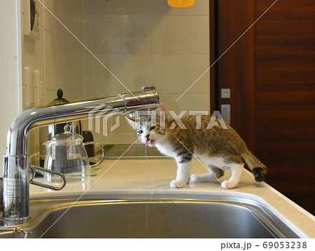 生まれて初めて台所の蛇口から出ている水を飲む生後2か月のサバトラの仔猫 生まれて初めて台所の蛇口から出ている水を飲む生後2か月のサバトラの仔猫 69053238