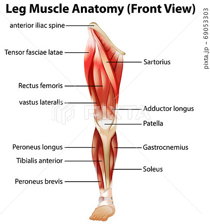 Leg Muscle Anatomy Front View Stock Illustration 69053303 Pixta