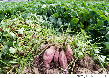 さつまいも 69053691