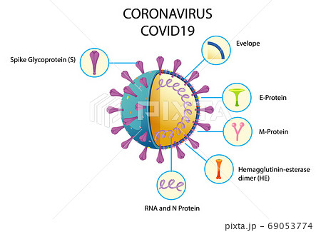 Diagram of Corona virus particle structure 69053774