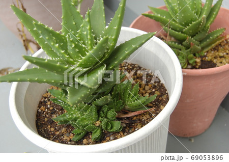 アロエ・ノビリス アロエ・ノビリス 69053896