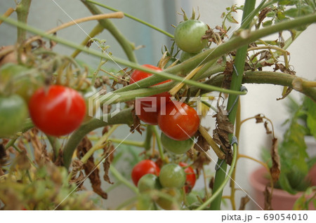 葉が枯れた家庭菜園のミニトマト 葉が枯れた家庭菜園のミニトマト 69054010