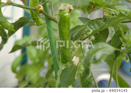 家庭菜園のししとうがらし 69054145