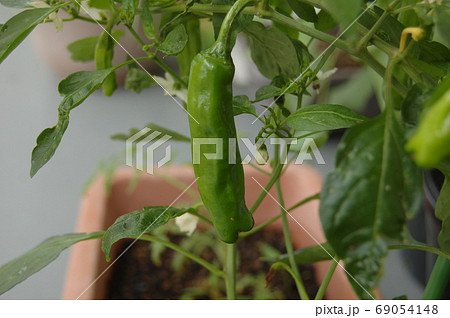 家庭菜園のししとうがらし 69054148