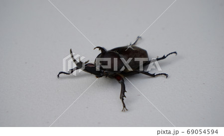 カブトムシのオス カブトムシのオス 69054594