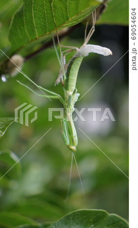もうすぐ脱皮するカマキリ 69054604