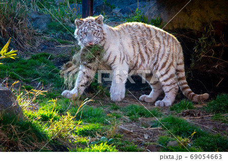 草を食べる白虎 絶滅危惧種のホワイトタイガーの子供の写真干支の動物の写真素材