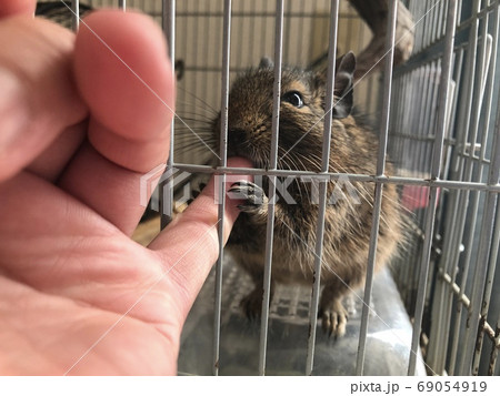 デグーの甘噛み デグーの甘噛み 69054919