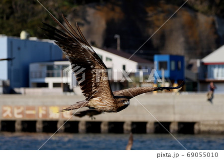 大きな翼を広げて飛び回る鳶 69055010