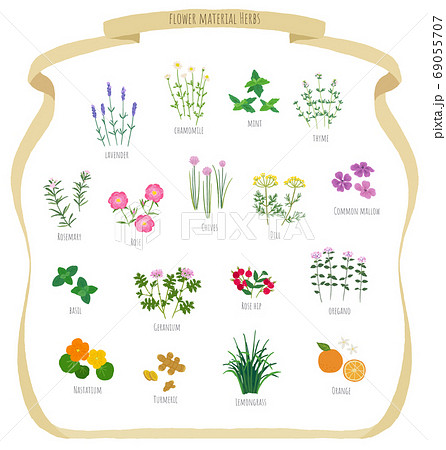 ハーブのイラスト素材 ハーブのイラスト素材 69055707