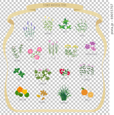 Herb illustration material 69055707