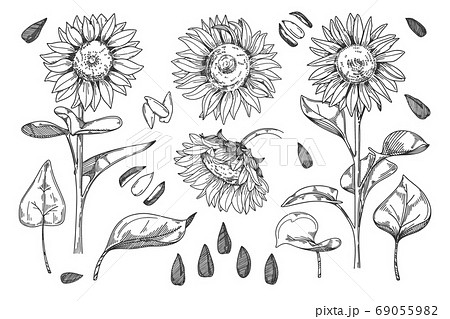 Isolated Sunflower Bud Leaf And Seed Stem Setのイラスト素材 69055982 Pixta