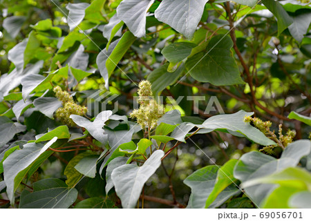 アカメガシワの果実 69056701