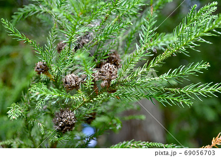 杉の毬果（雌花） 69056703