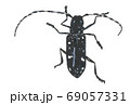 カミキリムシ 69057331
