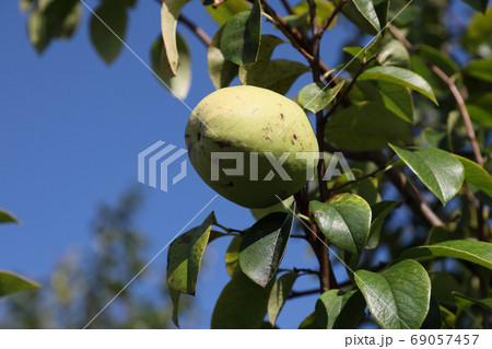 花梨の果実 69057457