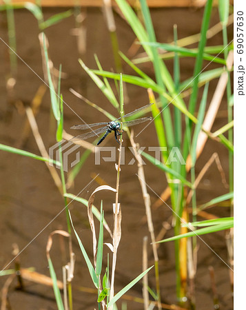 東京の名湧水57選の矢川緑地　湧水と豊かな水辺の生き物 69057630