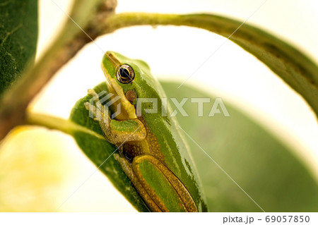 Tiny Green Frog In Macro Tiny Green Frog In Macro 69057850