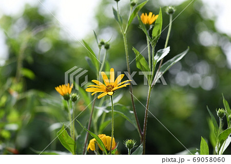 キクイモの花 69058060