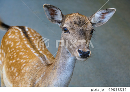 Close-up of a young sika deer. Selective focus. 69058355