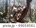 杉の大木　株杉の森 69058561