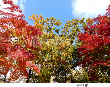 秋晴れに真っ赤に映える五月山の紅葉 秋晴れに真っ赤に映える五月山の紅葉 69059082