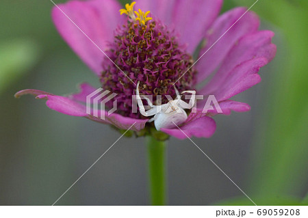 安土蜘蛛とジニアの花 69059208