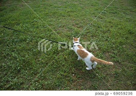 散歩 猫 動物 69059236