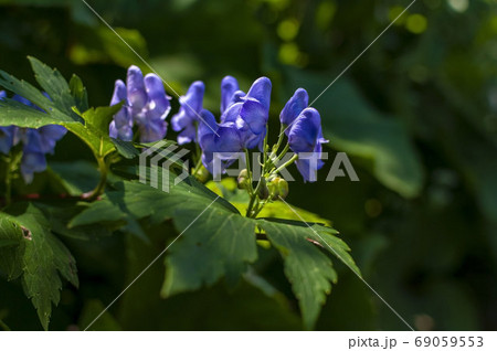 秋田駒ヶ岳の高山植物オクトリカブト 69059553