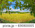 収穫間近のお米と青空 69060005