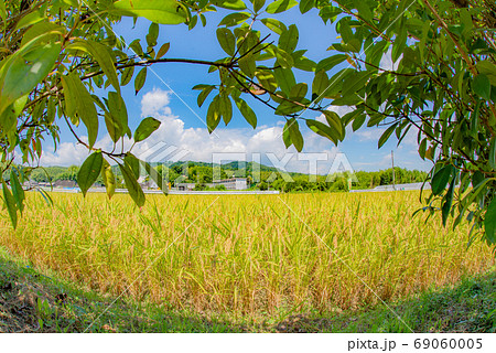 収穫間近のお米と青空 69060005