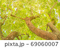 柿の木を下から見上げた 69060007