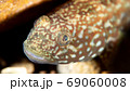 ヌマチチブ 69060008