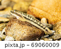 ボウズハゼ 69060009