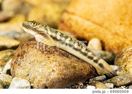 ボウズハゼ ボウズハゼ 69060009