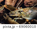 ヒラテテナガエビ 69060010