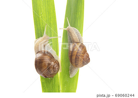 Helix pomatia. grape snail crawling on green leaves. mollusc and Helix pomatia. grape snail crawling on green leaves. mollusc and 69060244