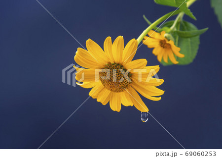 Fresh yellow flower with a drop of water on a petal. Botany and 69060253