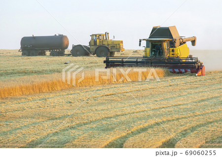 The harvester is harvesting wheat in the field. grain preparatio The harvester is harvesting wheat in the field. grain preparatio 69060255
