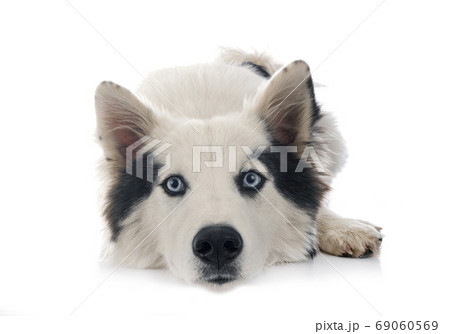 Yakutian Laika in studio 69060569