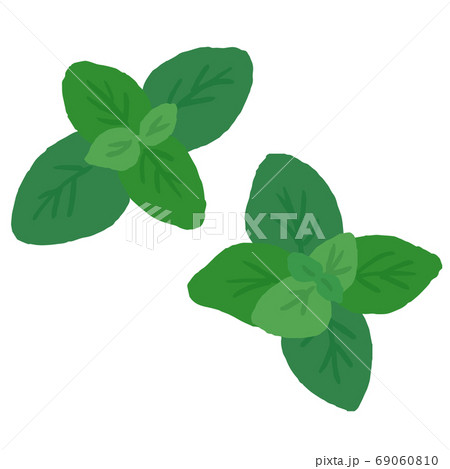 バジルのイラスト素材