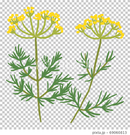 Dill 69060813