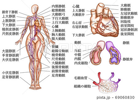 血管の分布と種類イラスト 説明付きのイラスト素材