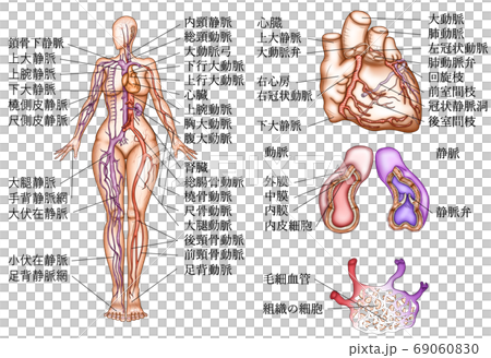 血管分佈和類型及解釋 69060830