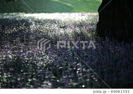 夏 植物 朝 69061593