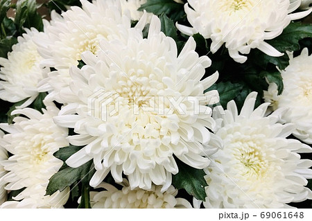 花 菊 大菊 白 1の写真素材