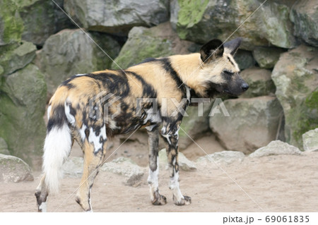 Hyena  (Hyaenidae) 69061835