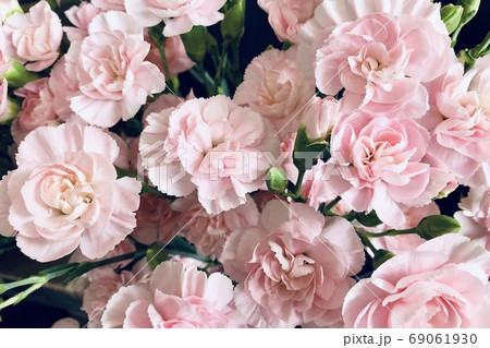 花 スプレーカーネーション ピンク 2の写真素材